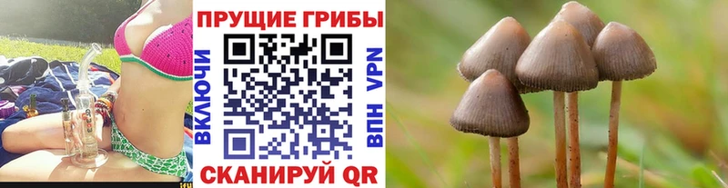 блэк спрут tor  Покров  Галлюциногенные грибы Psilocybe 
